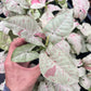 Syngonium Milk Confetti
