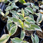 Ficus SPP. Variegated - Exotic - Climber