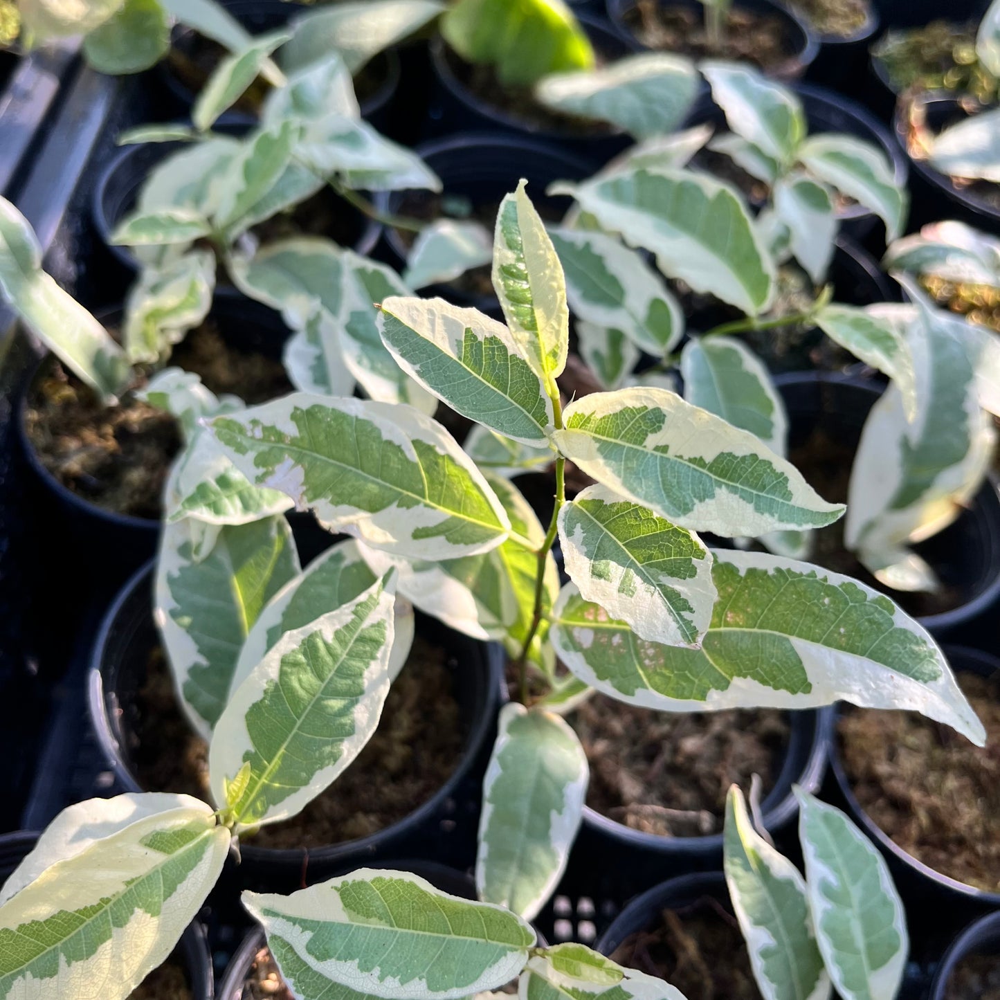 Ficus SPP. Variegated - Exotic - Climber