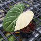 Philodendron Gloriosum Variegated Albo Type 1 - Exact Plant (P067)