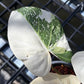 Philodendron Gloriosum Tricolor - Exact Plant (P055)