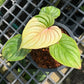 Philodendron Mamei Variegated - Exact Plant (P033)