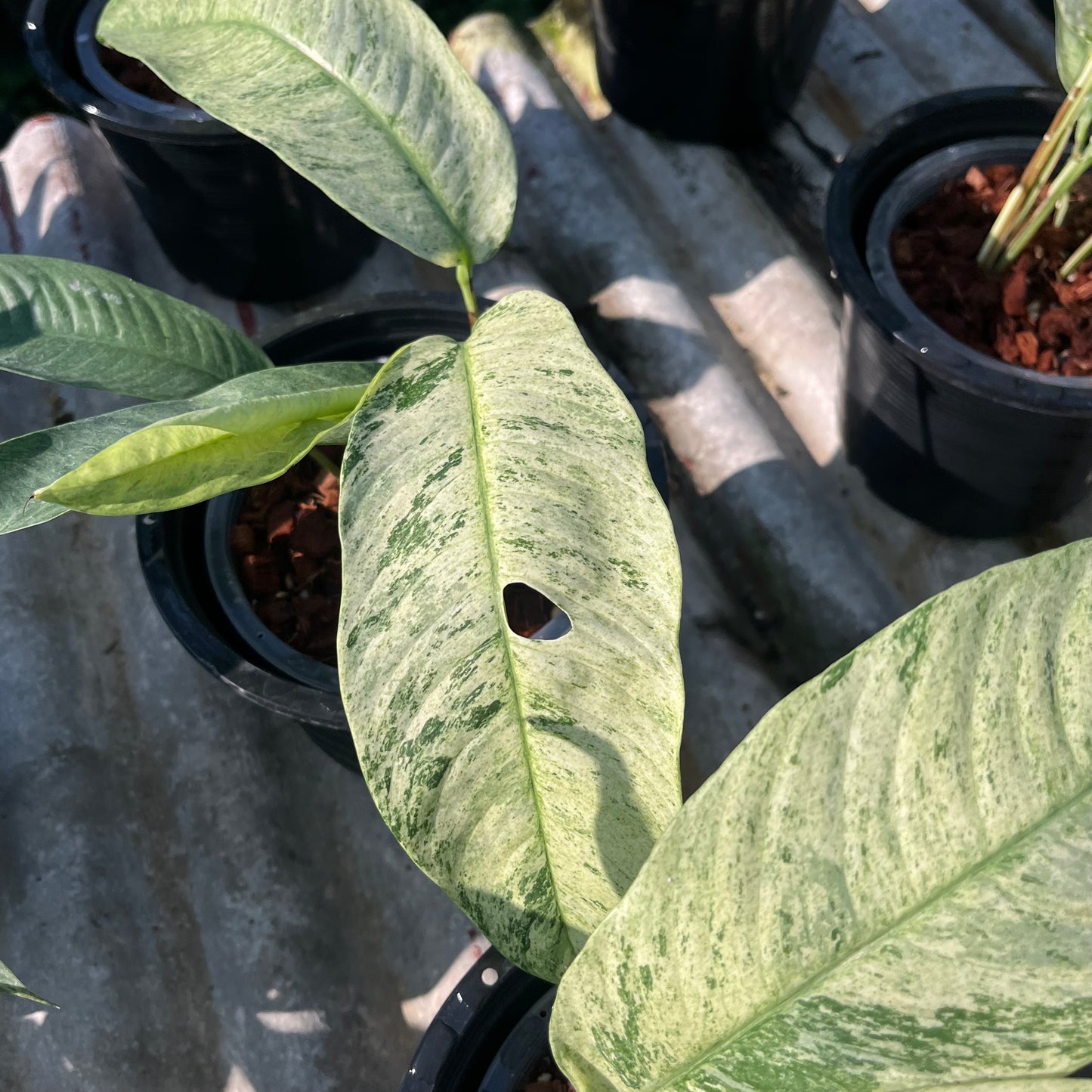 Rhaphidophora Gorilan variegated