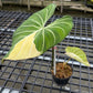 Philodendron Gloriosum Variegated Albo Type 1 - Exact Plant (P059)