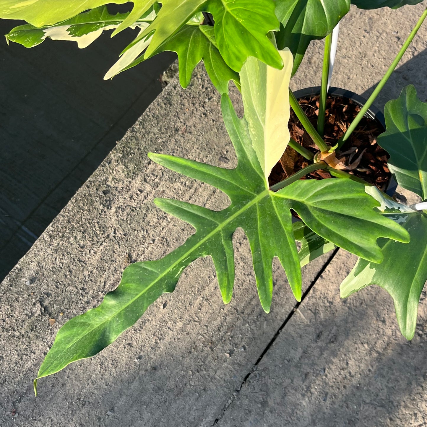 Philodendron Golden Dragon Variegated (Narrow Form)- XL - Exact Plant (P037)