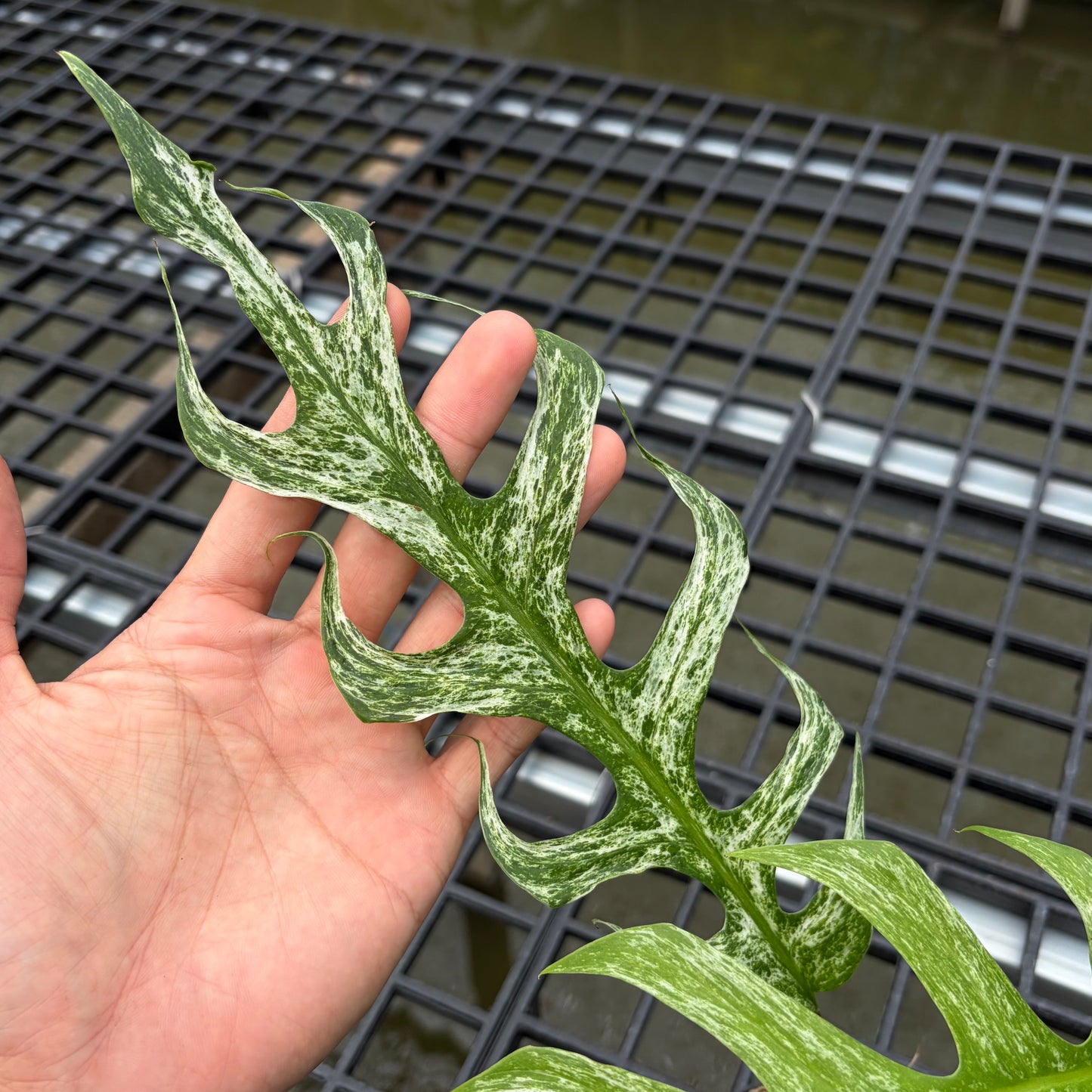 Epipremnum Devil Monster - Exact Plant (EP001)