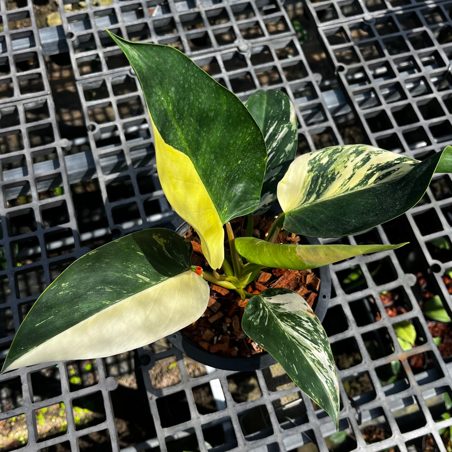 Philodendron Green Congo variegated - Original Clone