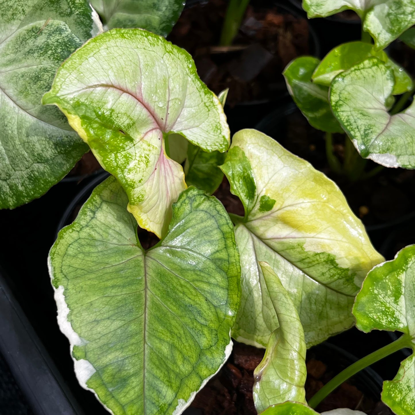 Syngonium Orm Thong Variegated