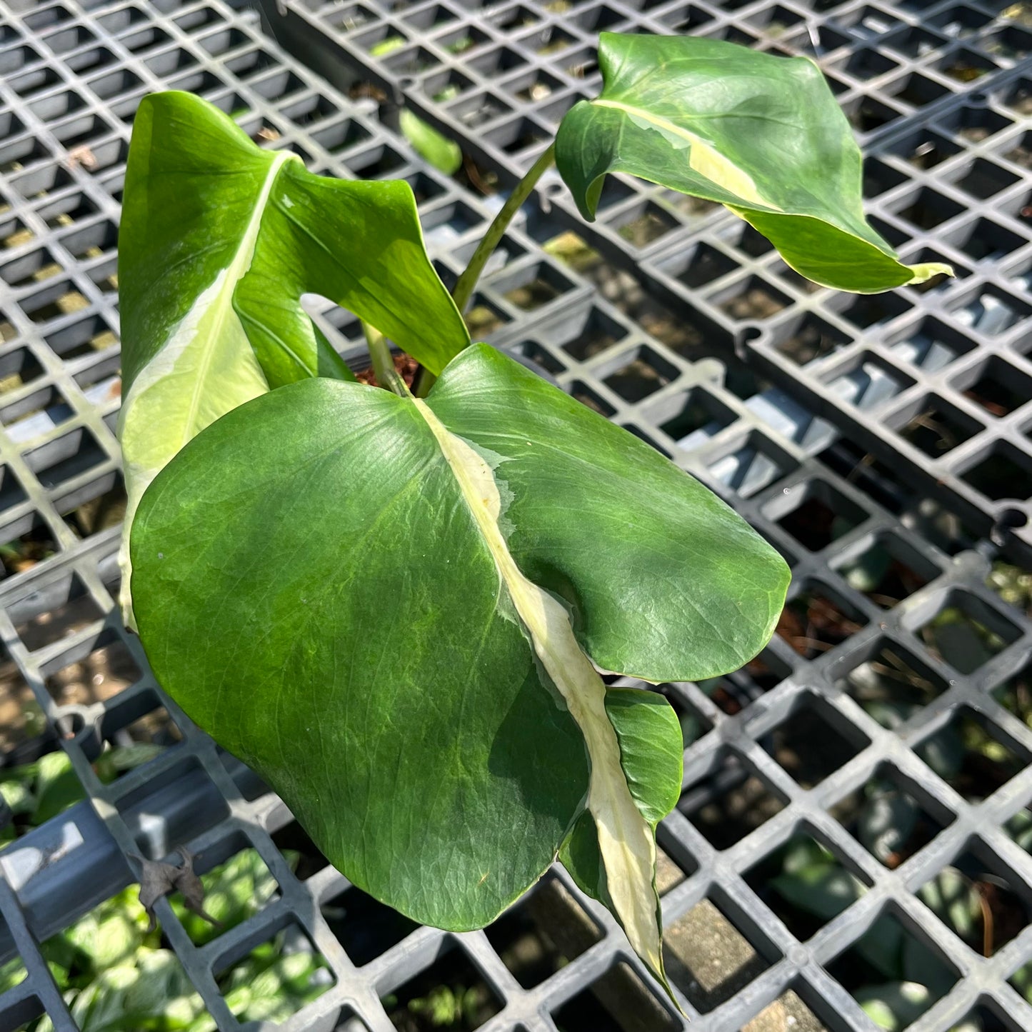 Monstera White Lava - Exact Plant (M033)