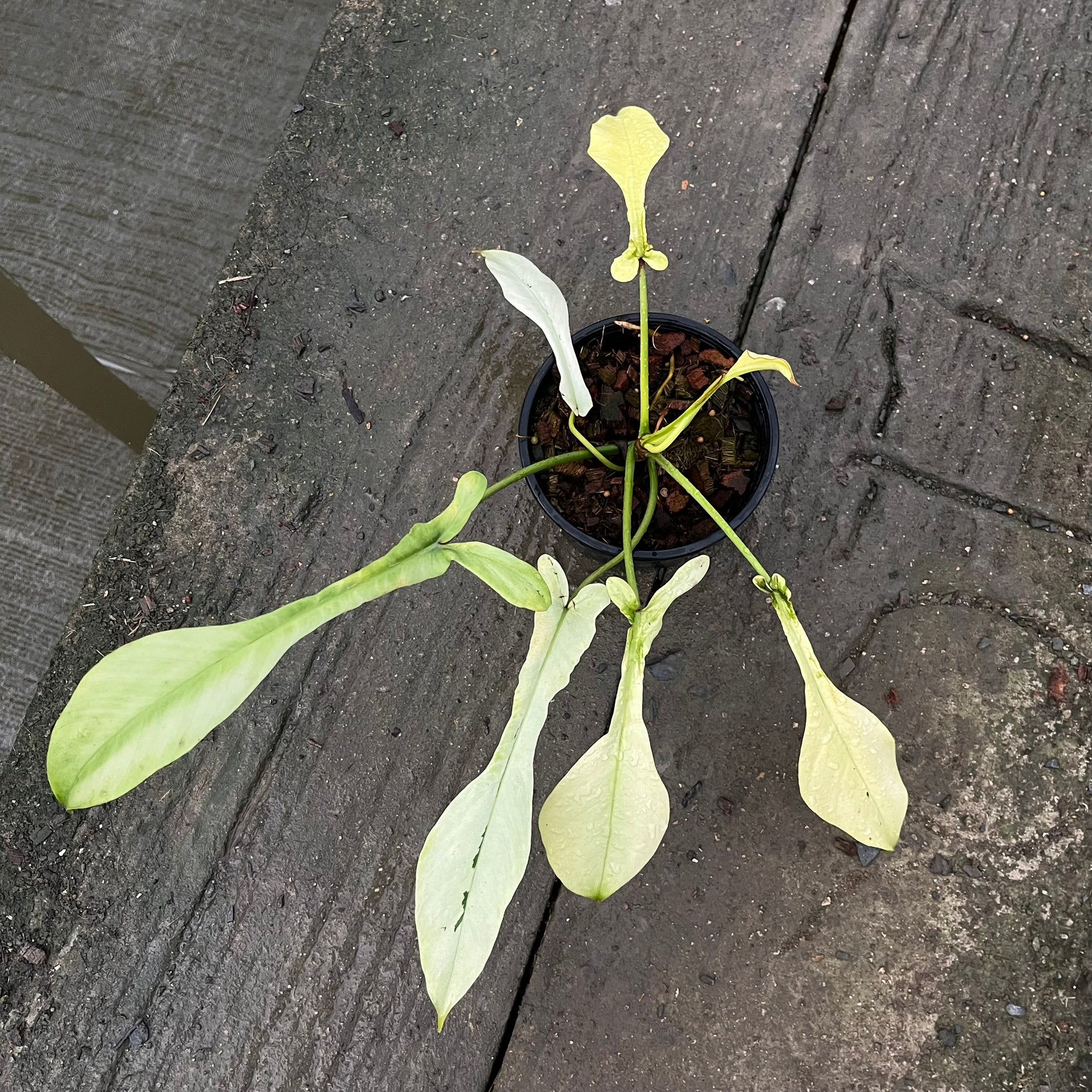 Philodendron Joepii Variegated Aurea - Exact Plant