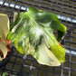 Monstera Casper - Exact Plant (M054)