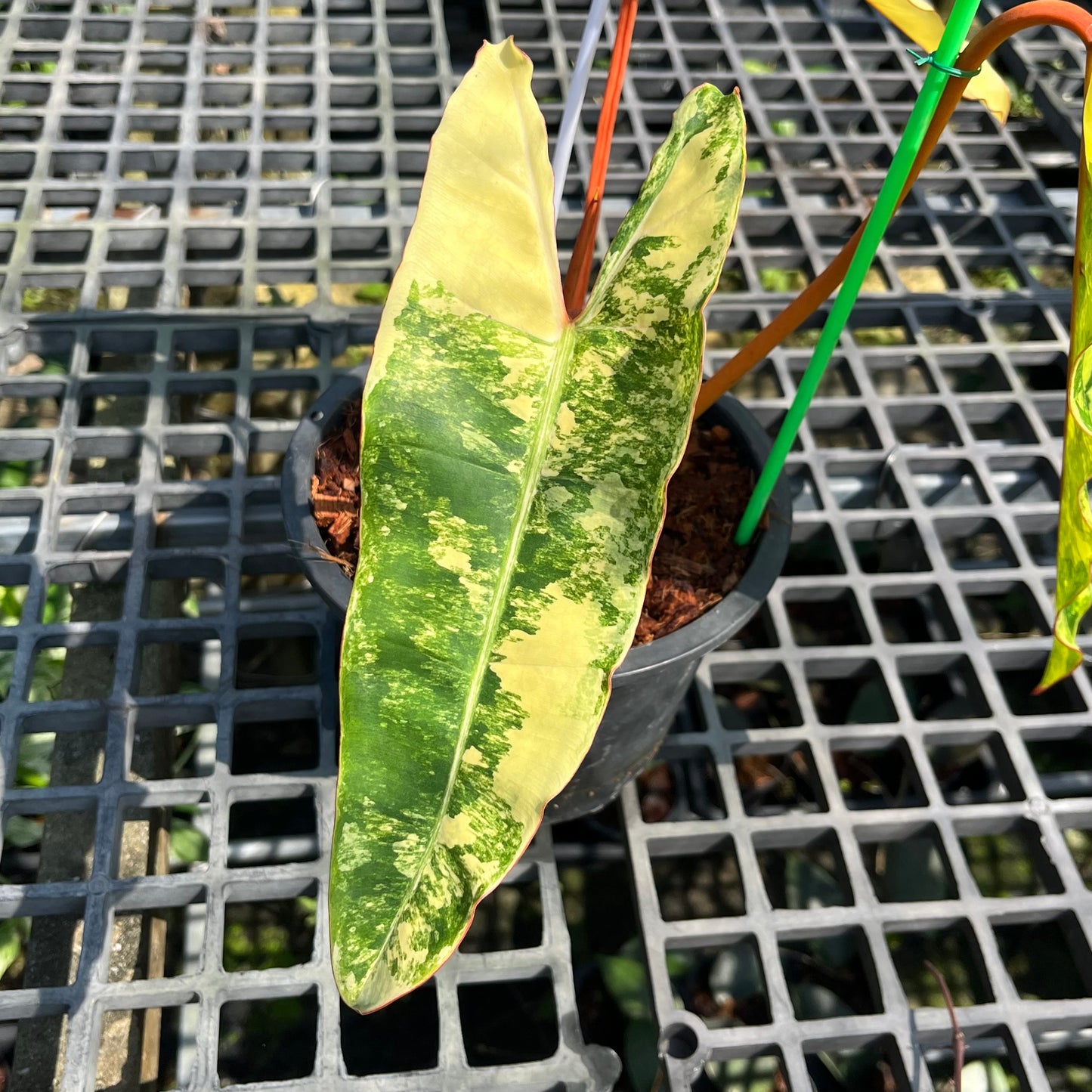 Philodendron Billietiae Variegated - Exact Plant (P025)