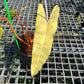 Philodendron Billietiae Variegated - Exact Plant (P025)
