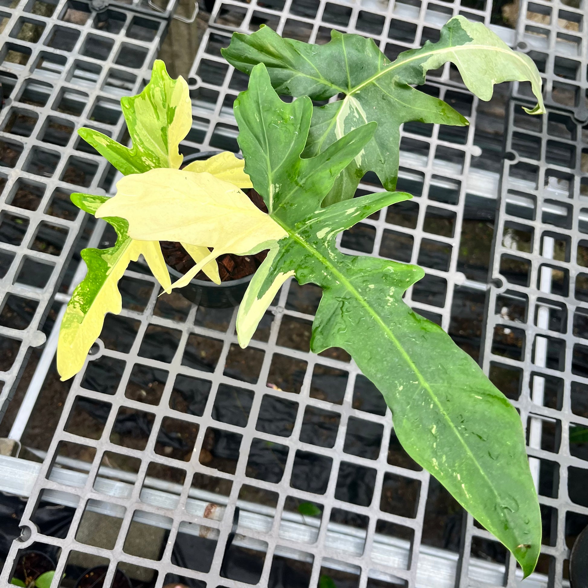philodendron longilobatum vs golden dragon Philodendron Golden Dragon Variegated – Greenroom Planter
