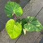 Philodendron Pastazanum Variegated - Exact Plant (P047)