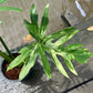 Philodendron Radiatum Variegated