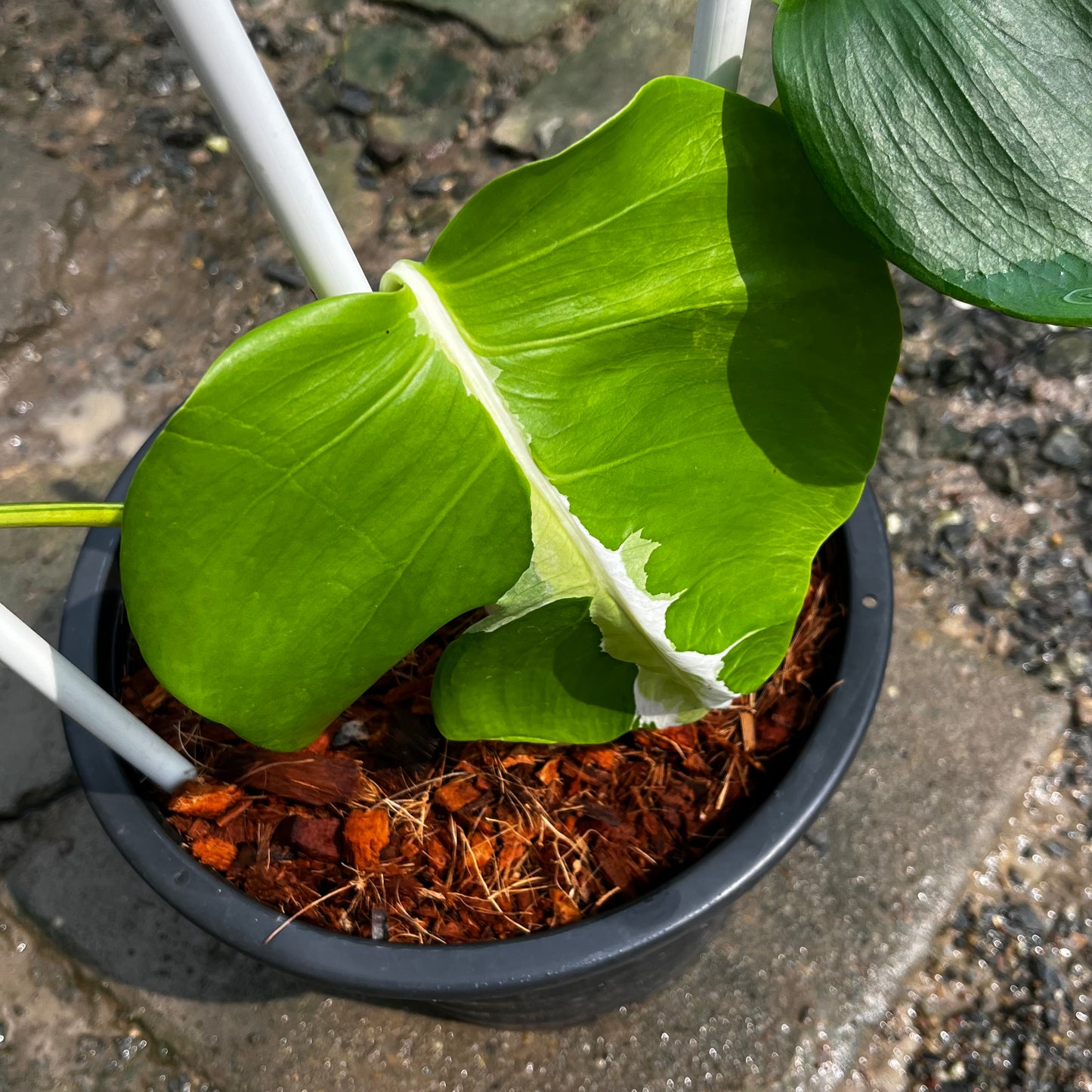 Monstera White Lava