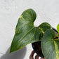 Anthurium Brownii Variegated - Exact Plant
