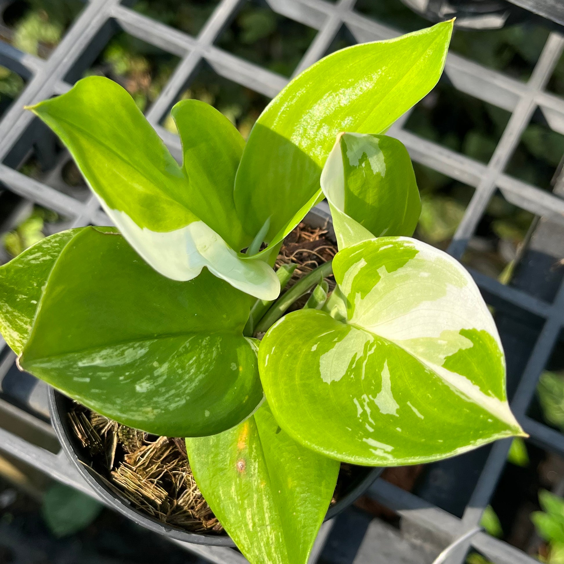 moonlight pothos plant Scindapsus Moonlight Treubii Albo Variegated – Greenroom Planter