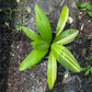 Licuala Grandis Variegated - Exact Plant (EX001)