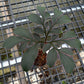 Amorphophallus Saururus