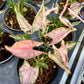 Syngonium Pink Rollie