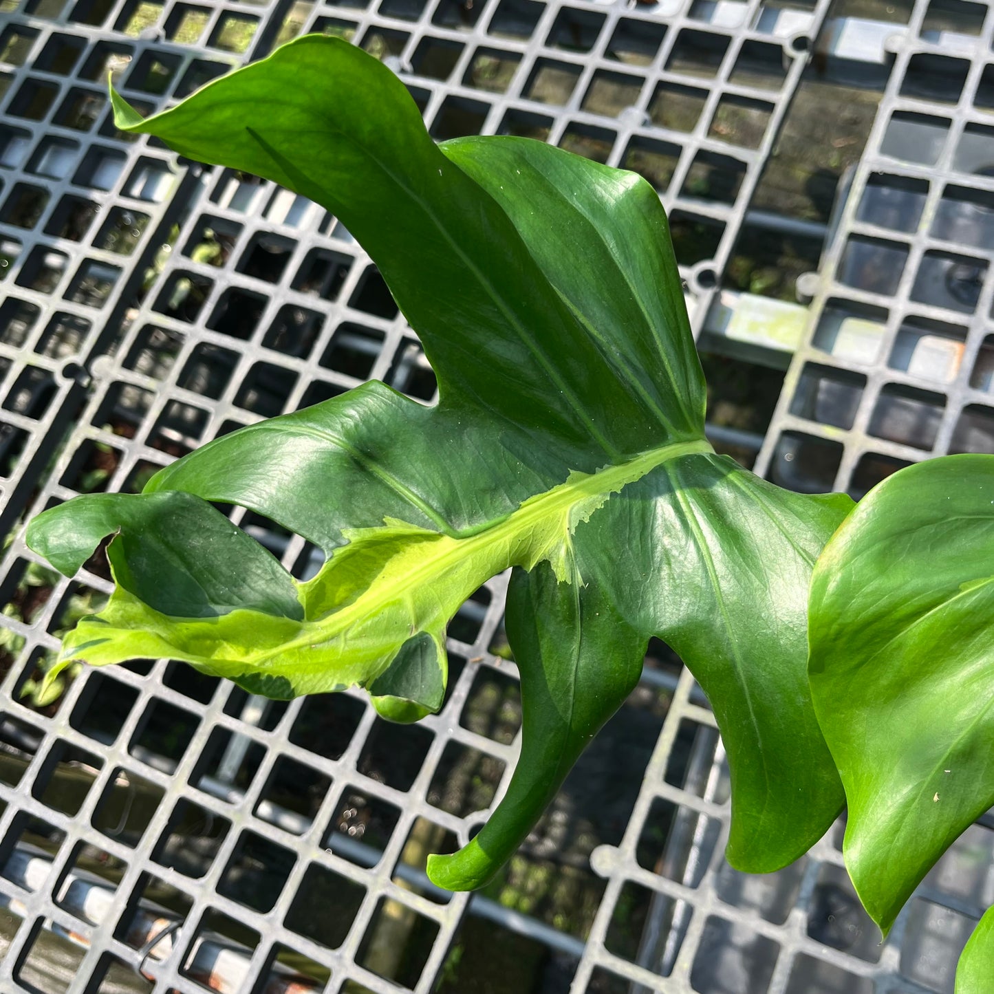 Monstera White Lava - Exact Plant (M049)