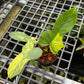 Philodendron Bipennifolium Variegated