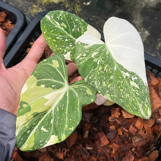 Philodendron Gloriosum Variegated Tricolor - Exact Plant