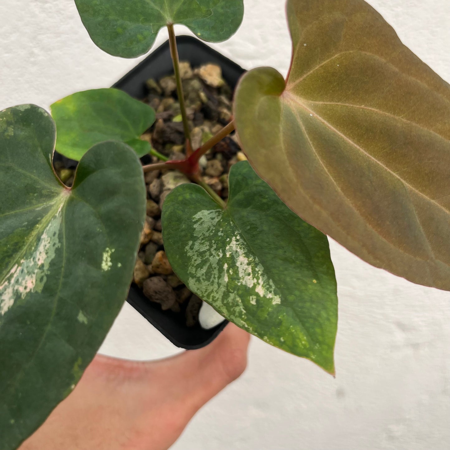 Anthurium Red Vein Dark Phoenix Variegated - Exact Plant (A021)