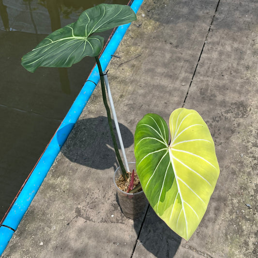 Philodendron Gloriosum Variegated Albo Type1 Rooted - Top Cutting - Exact Plant (P054)