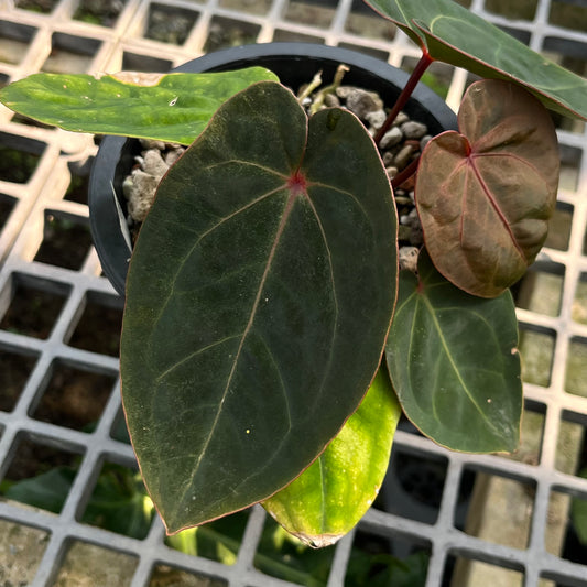 Anthurium hoffmanii Red Sinus ‘Blood Moon’ – Rare Hybrid Anthurium Clone

Exotic Aroid | Dark Velvet Foliage | Red Sinus | Australian Hybrid

Anthurium hoffmanii Red Sinus ‘Blood Moon’ is a famous Australian hybrid known for its dark velvety leaves and striking red sinus. This plant is a clone of the original ‘Blood Moon’, ensuring the same bold, eye-catching appearance highly sought after by collectors.