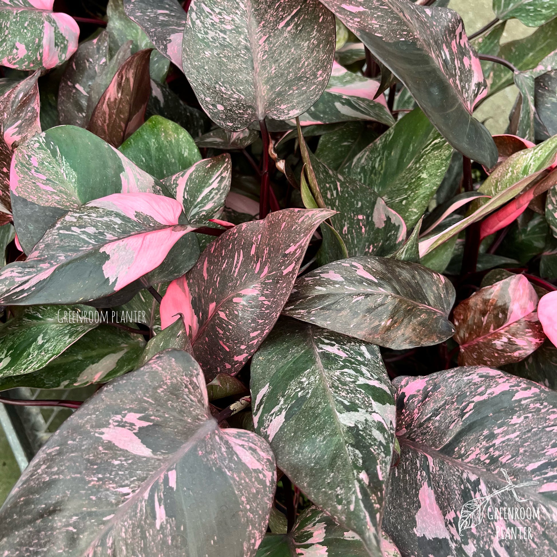 philodendron congo pink Philodendron Pink Galaxy – Greenroom Planter