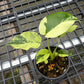 Monstera Light Lime - Exact Plant (M049)