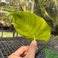 Monstera Deliciosa Tattoo - Exact Plant