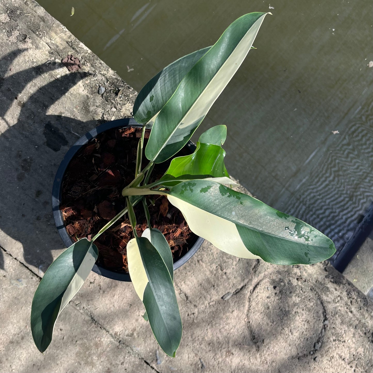 Epipremnum Giganteum White Pearl - Exact Plant (EP013)