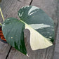 Monstera Borsigiana Mint