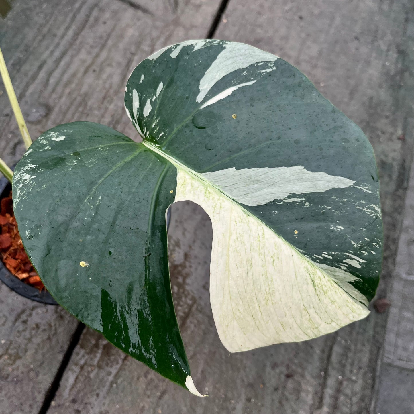 Monstera Borsigiana Mint