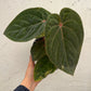 Anthurium Hoffmanii Red Sinus ‘Blood Moon’ - Exact Plant (A022)