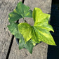 Anthurium Pterodactyl Variegated - Large - Flowering Size - Exact Plant (A025)