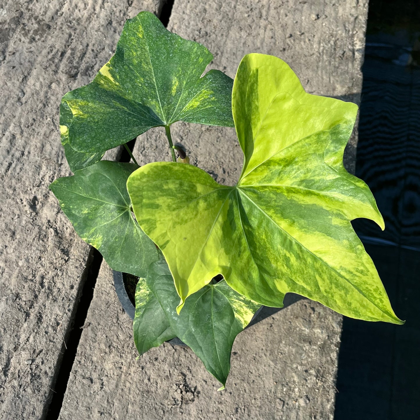 Anthurium Pterodactyl Variegated - Large - Flowering Size - Exact Plant (A025)