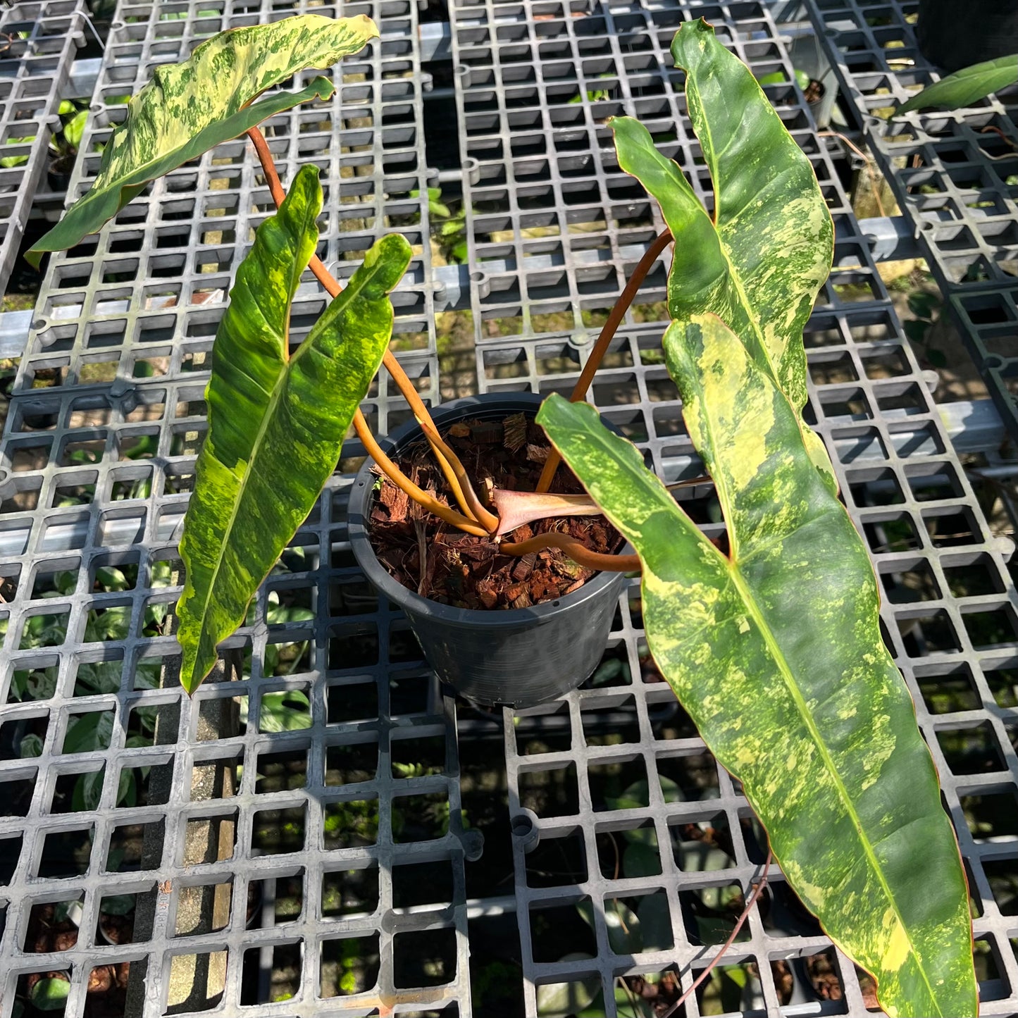 Philodendron Billietiae Variegated- Exact Plant (P026)