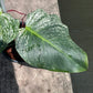 Monstera Devil Monster - Exact Plant (M052)