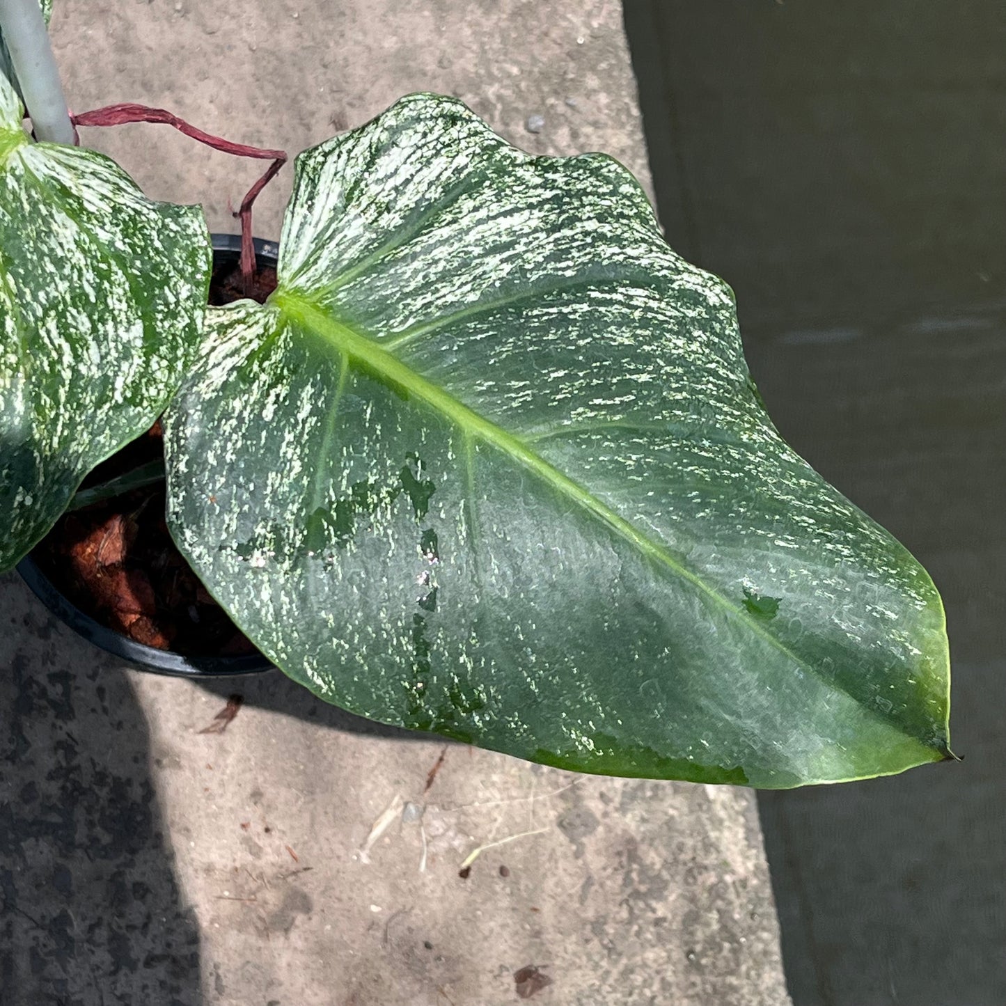 Monstera Devil Monster - Exact Plant (M052)