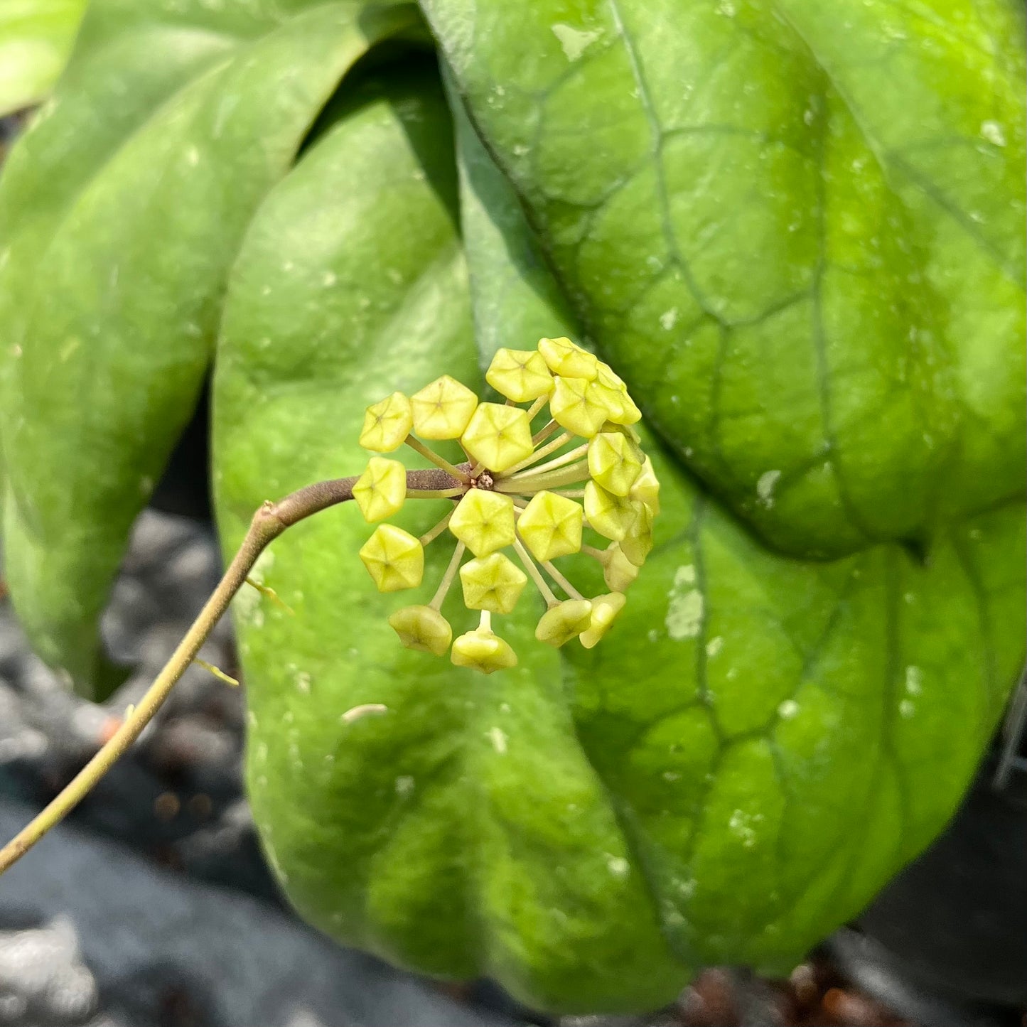 Hoya Priktai