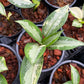Aglaonema Suvarnabhumi Variegated