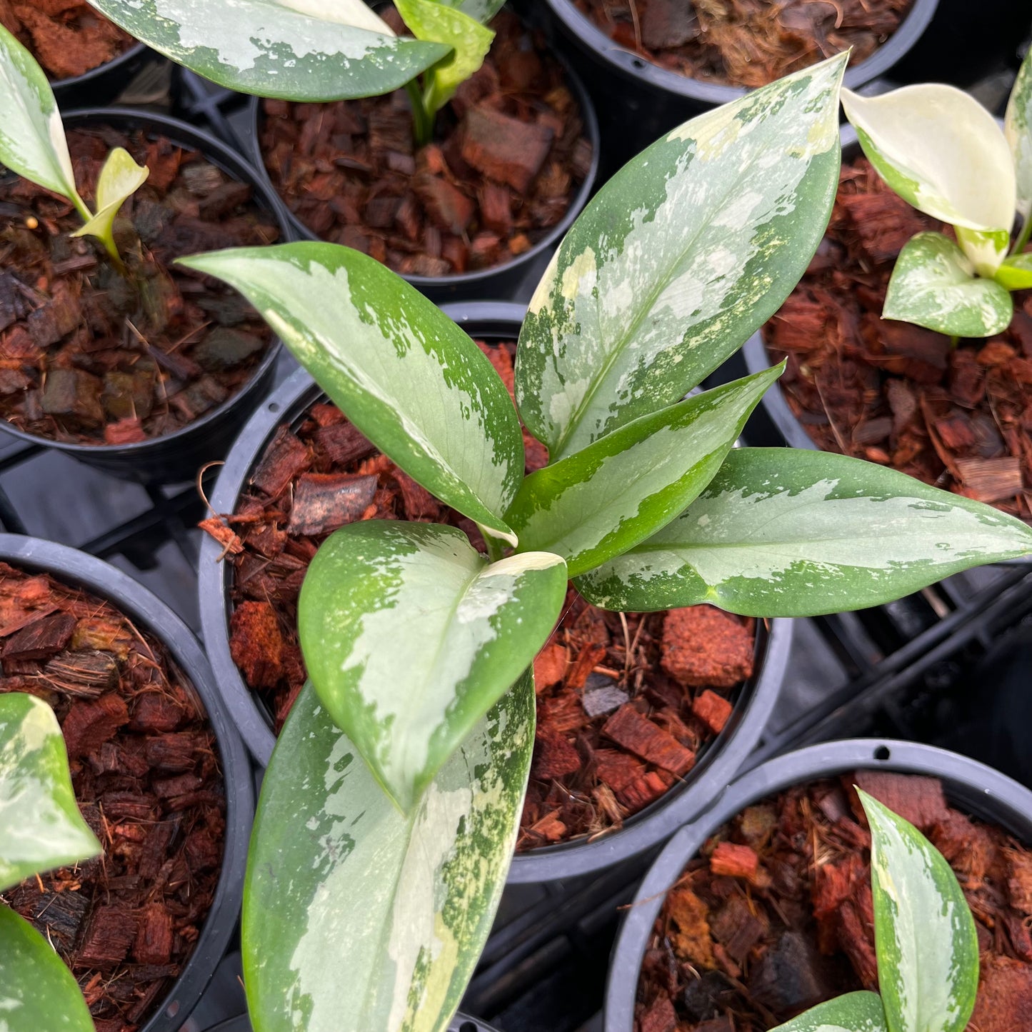Aglaonema Suvarnabhumi Variegated