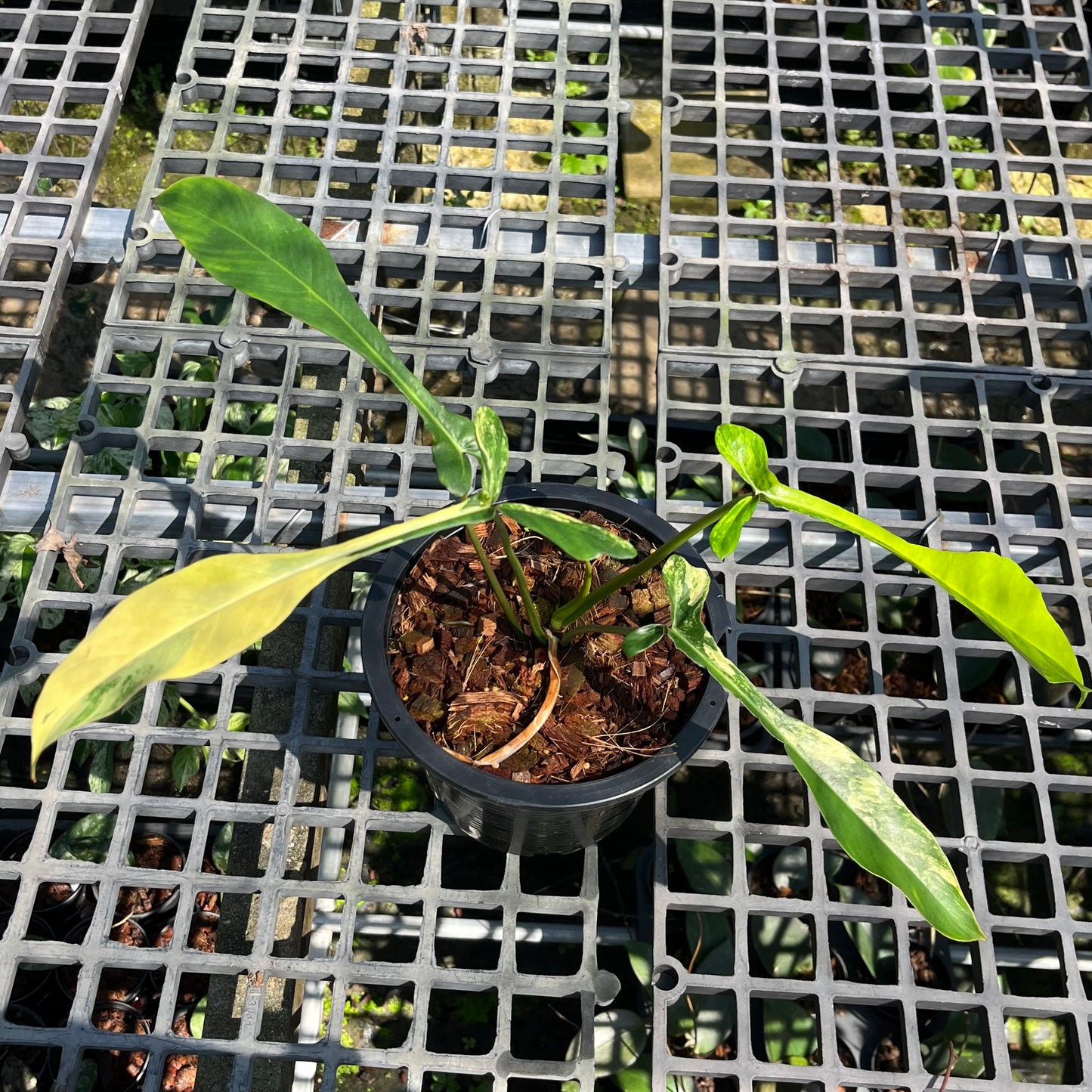 Philodendron Joepii variegated aurea - Exact Plant (P028)