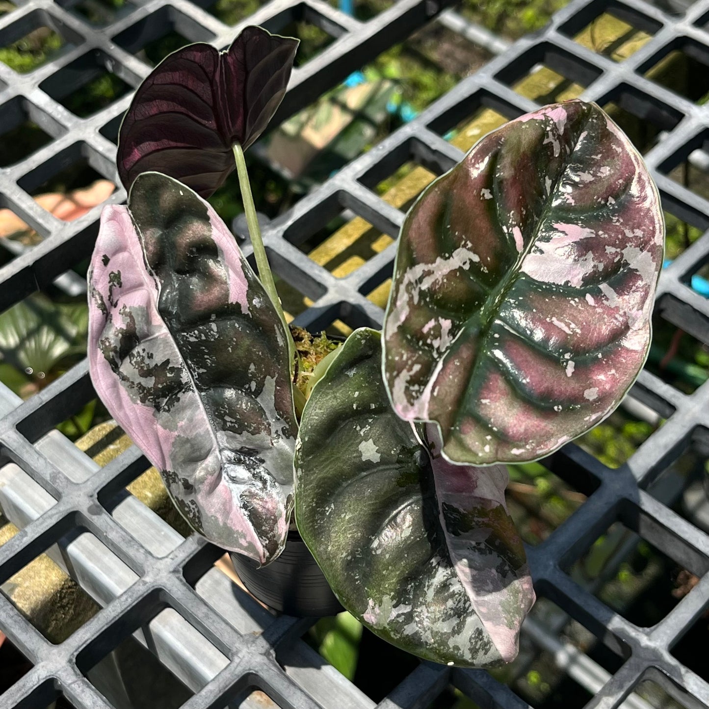 Alocasia Cuprea Variegated ‘NomYen’ - Exact Plant (A011)