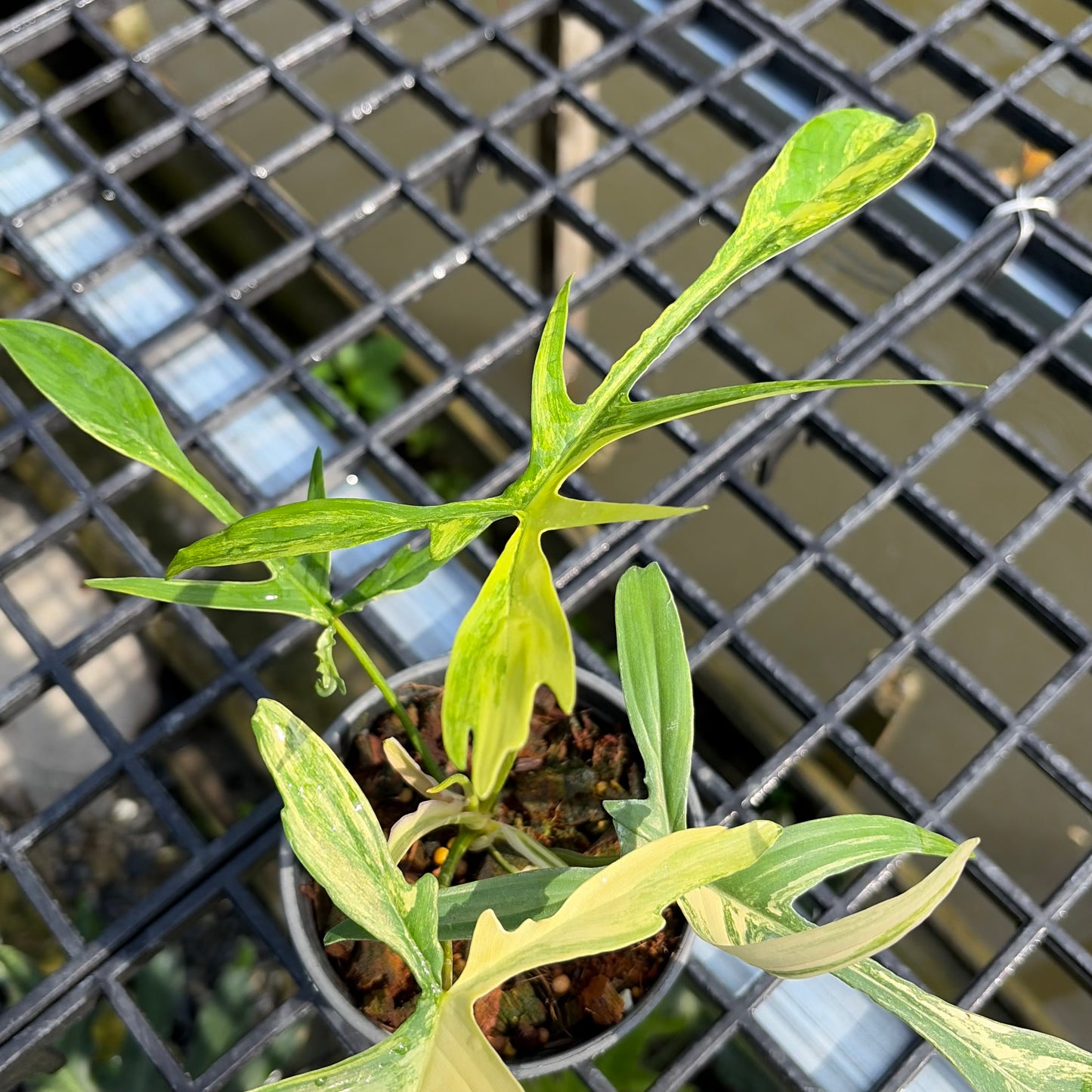 Philodendron Florida Beauty x Philodendron Polypodioides - Exact Plant (P062)